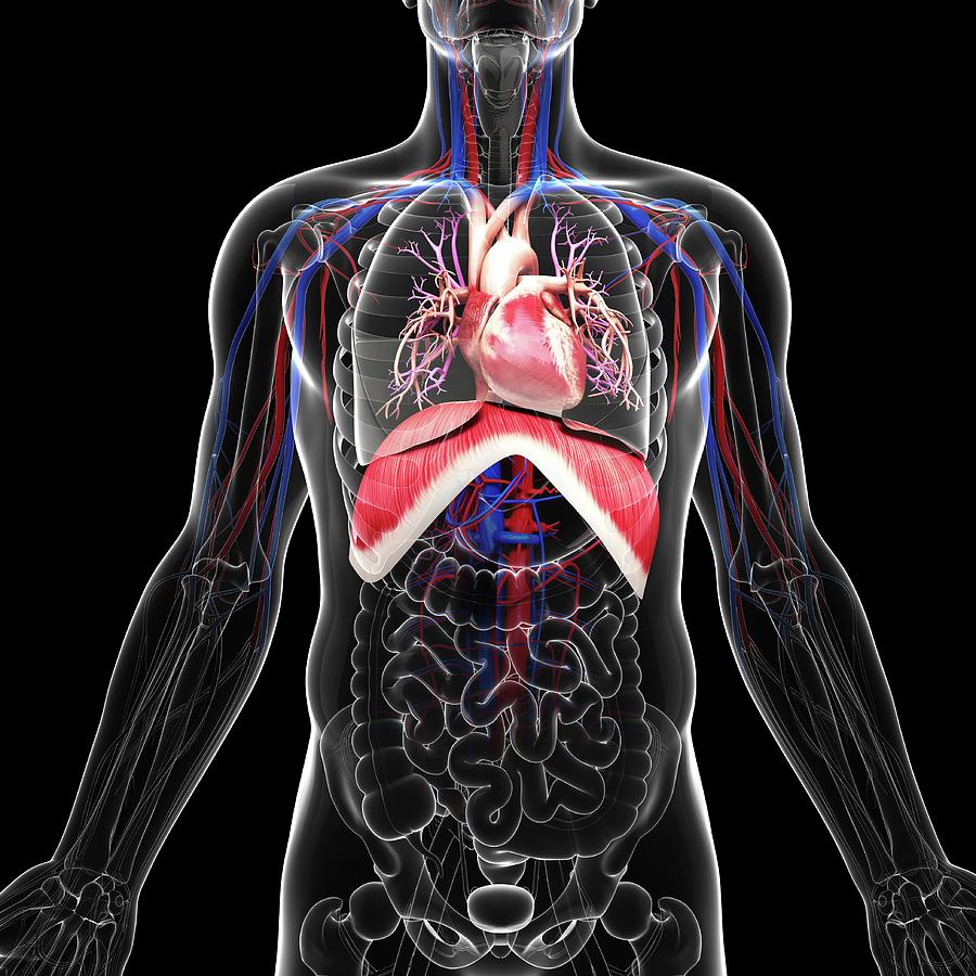 Human Cardiovascular System Photograph by Pixologicstudio - Fine Art ...