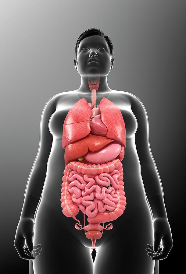 Human Internal Organs Photograph by Pixologicstudio/science Photo ...