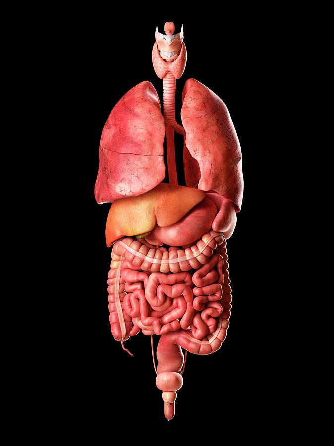 Human Internal Organs Photograph by Sciepro - Fine Art America