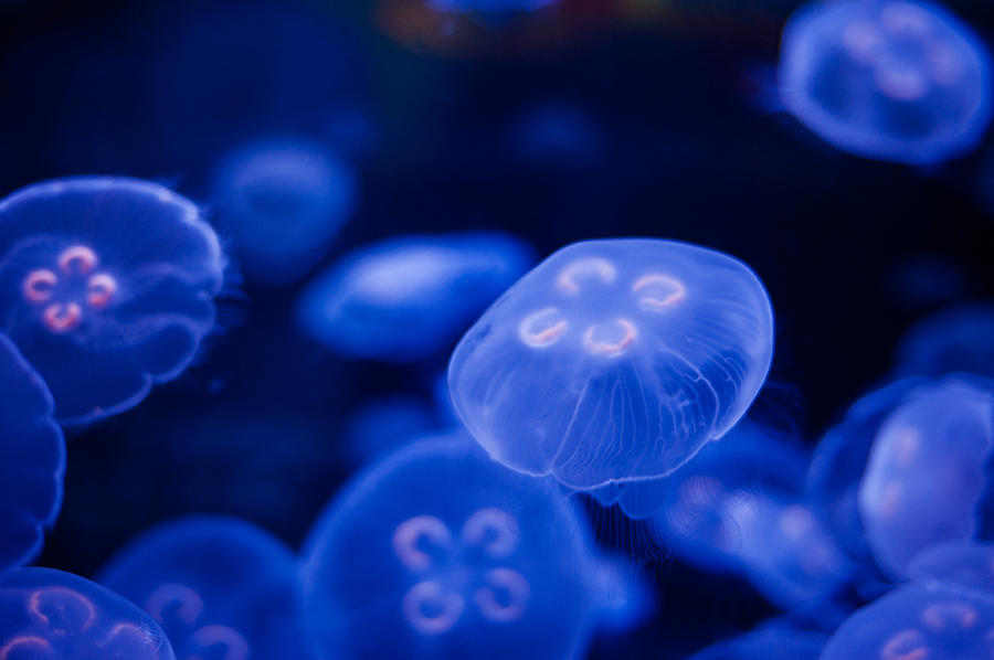 Jellyfish #24 Photograph by U Schade