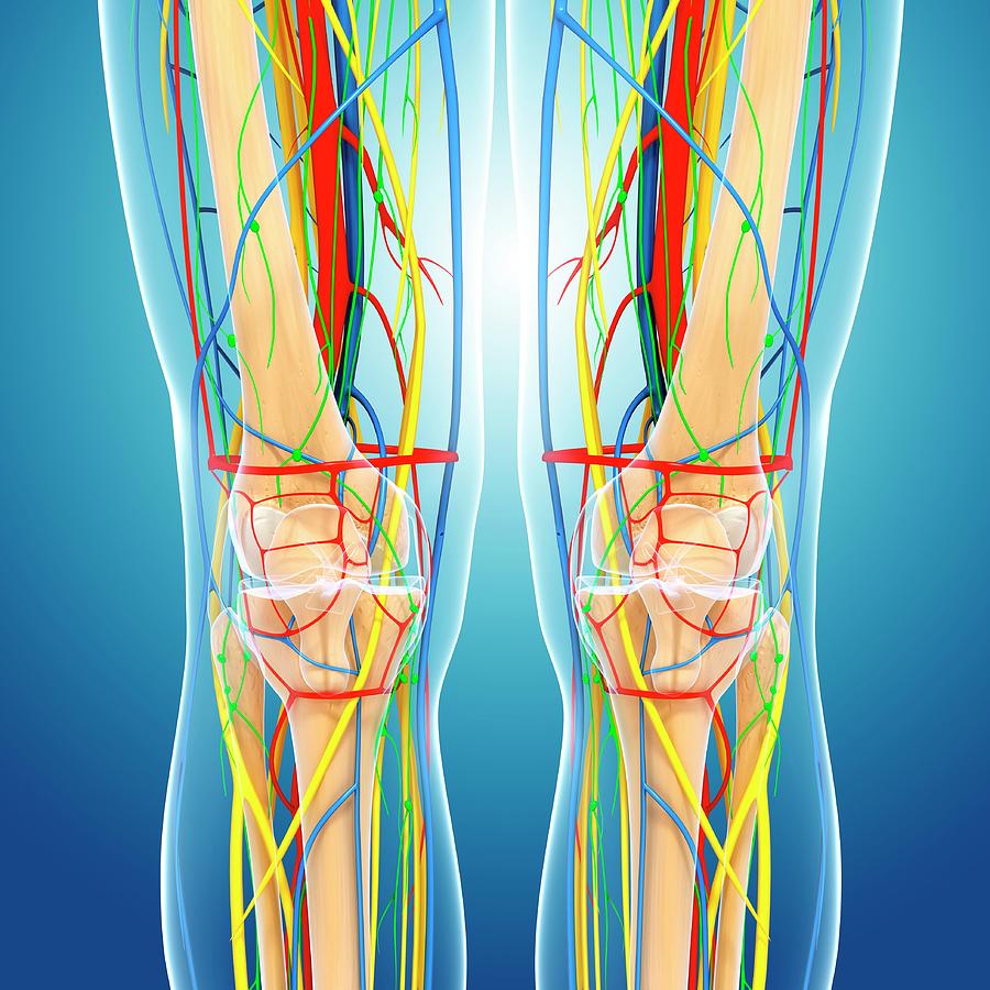 Knee Anatomy Photograph by Pixologicstudio/science Photo Library - Fine ...