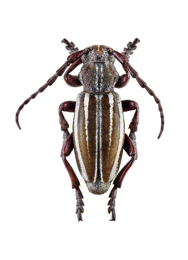 Wildlife Photograph - Longhorn Beetle #24 by F. Martinez Clavel