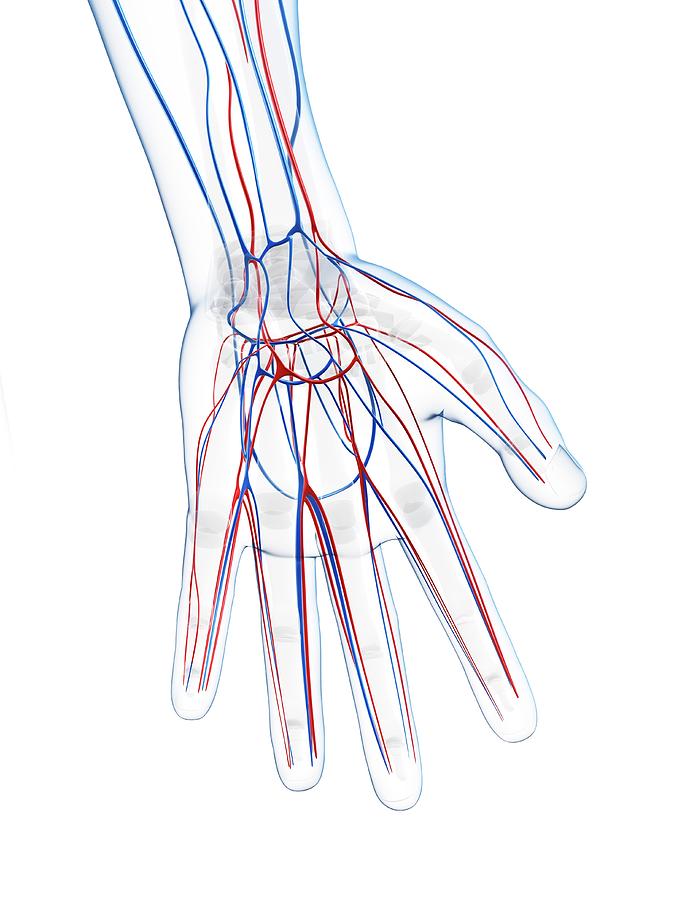 Male Vascular System #24 Photograph by Sciepro/science Photo Library ...