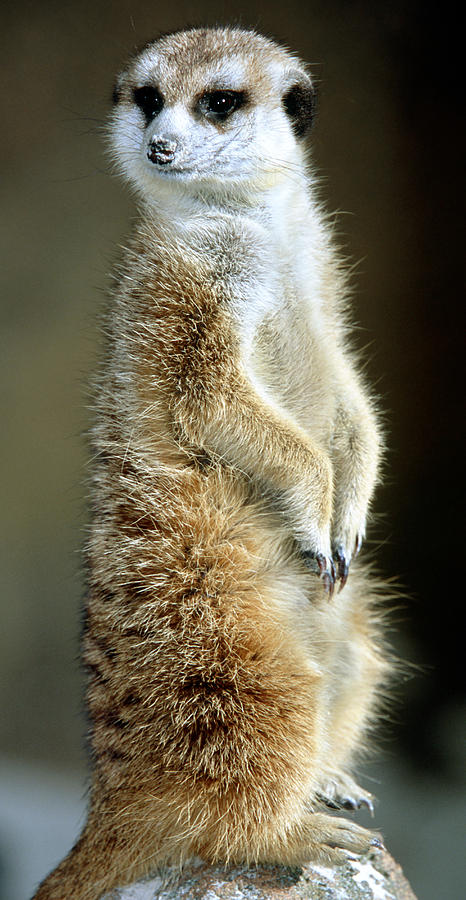 Meerkat #24 Photograph by Millard H. Sharp