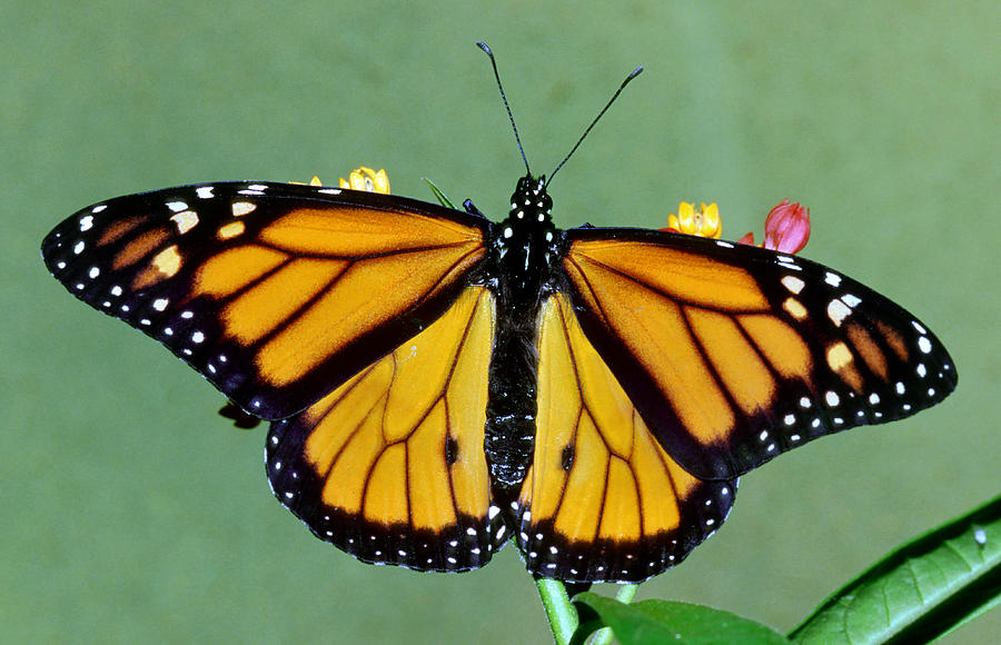 Butterfly Photograph - Monarch Butterfly #24 by Millard H. Sharp