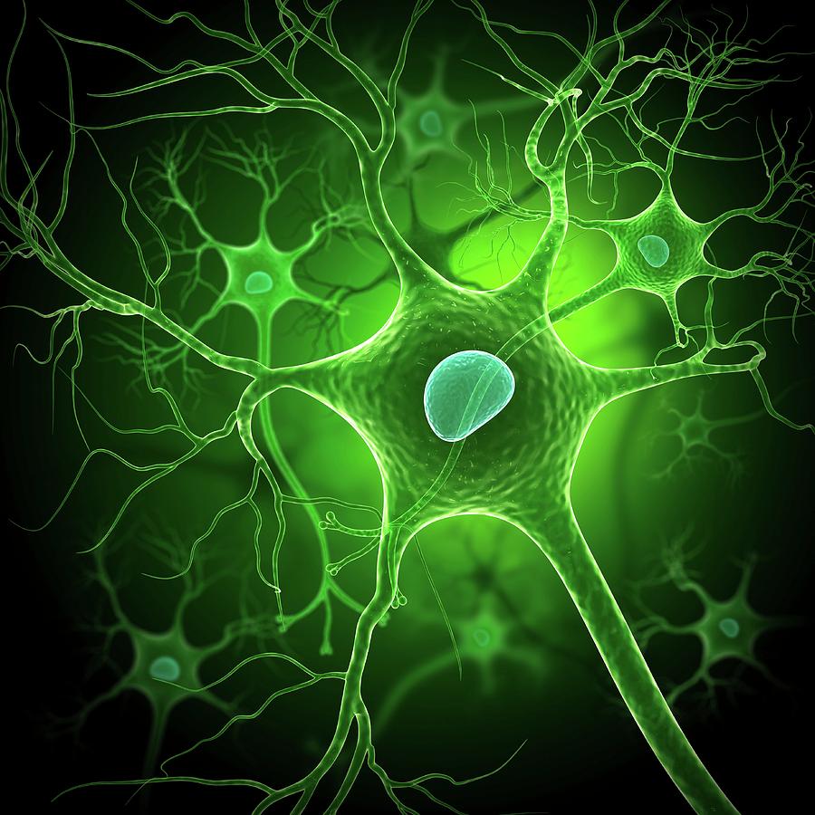 Structure Of Nerve Cell