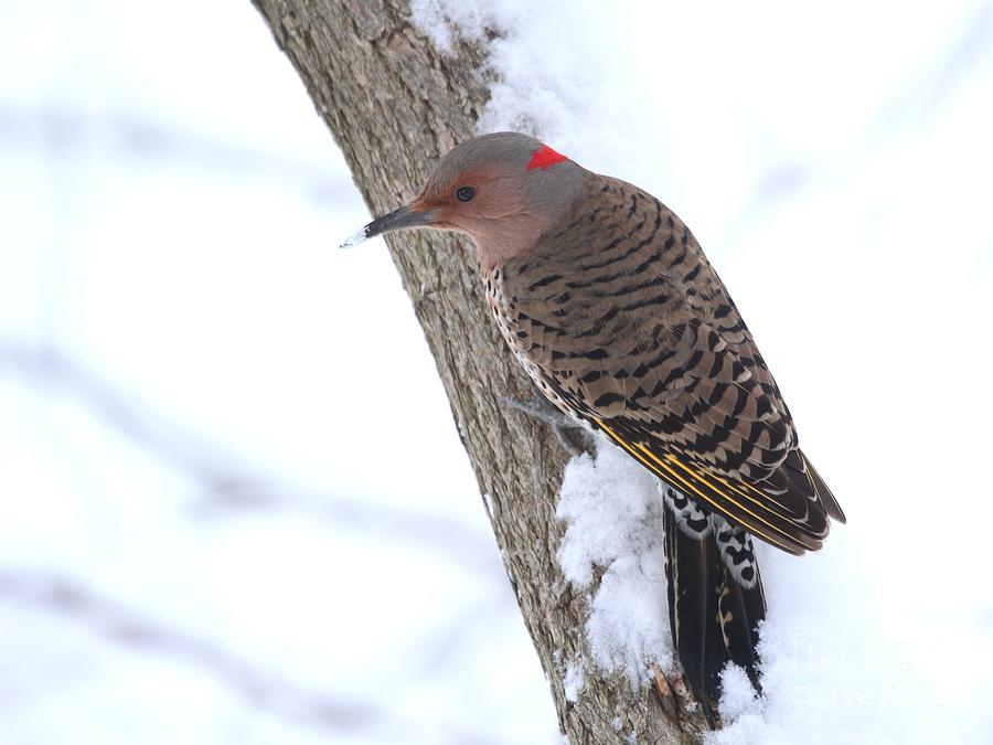 Nature Photograph - Northern Flicker #24 by Jack R Brock