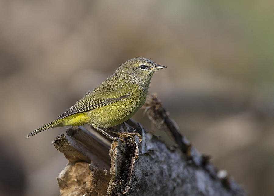 Nature Photograph - Orangecrowned Warbler #24 by Doug Lloyd