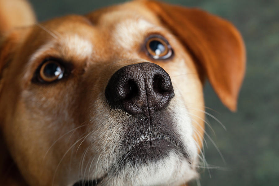 Horizontal Photograph - Portrait Of Red Bone Coon Mix Dog by Animal Images Horizontal Photograph - Portrait Of Red Bone Coon Mix Dog by Animal Images