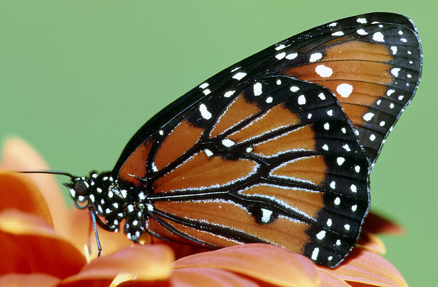 Queen Butterfly #24 Photograph by Millard H. Sharp