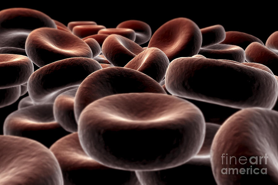 Red Blood Cells #24 Photograph by Science Picture Co