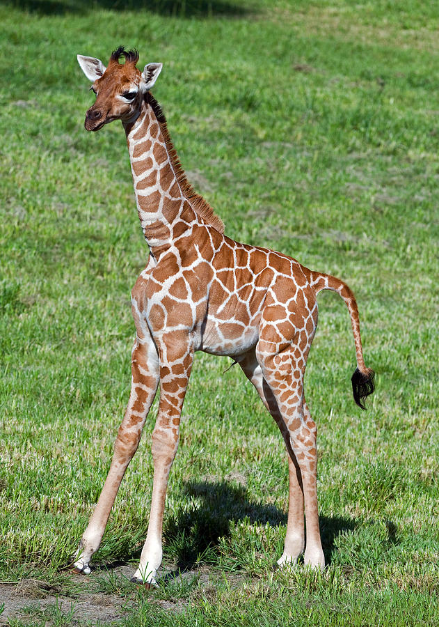 Reticulated Giraffe #24 Photograph by Millard H. Sharp