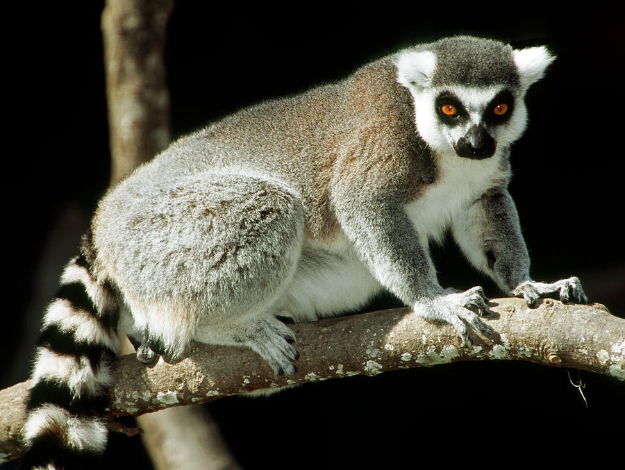 Ring Tailed Lemur #24 Photograph by Millard H. Sharp