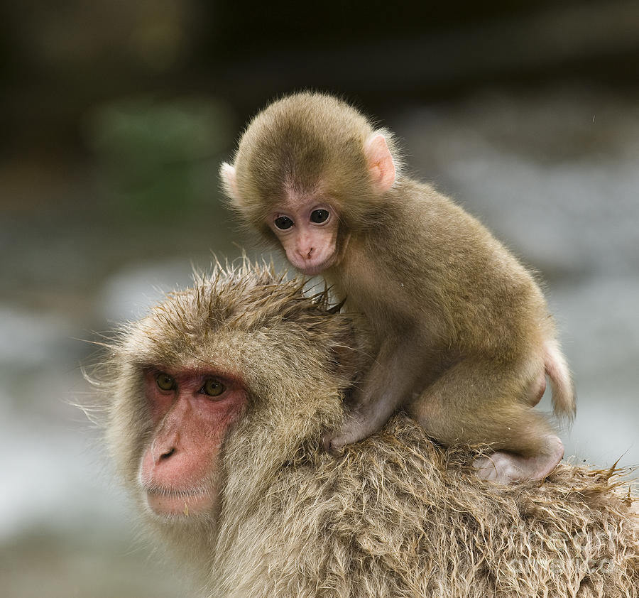 Snow Monkeys Japan Photograph by John Shaw