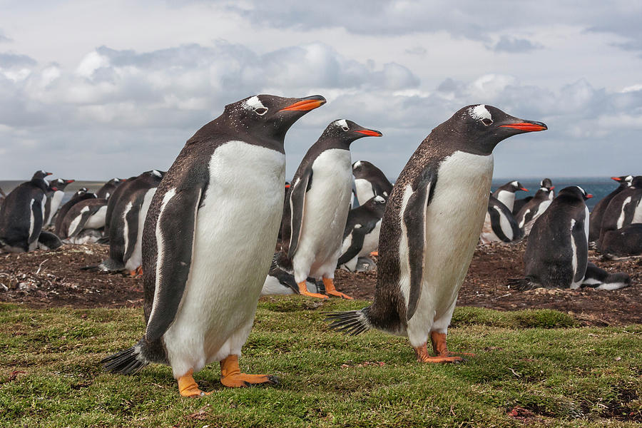 Cloud Photograph - South America, Falkland Islands by Jaynes Gallery Cloud Photograph - South America, Falkland Islands by Jaynes Gallery