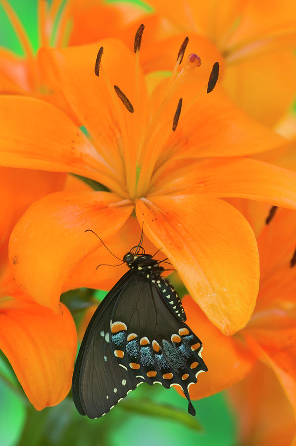 Butterfly Photograph - Spicebush Swallowtail Butterfly #24 by Darrell Gulin