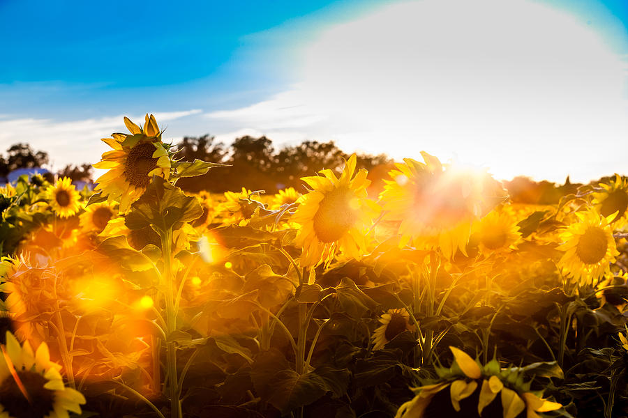 Sunflower Sun Flair Photograph by Melinda Ledsome