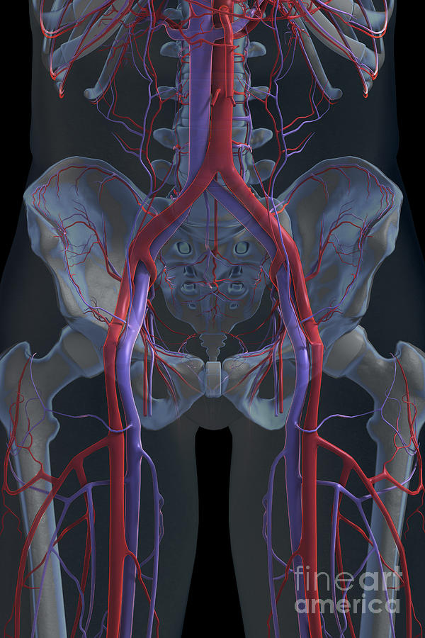The Cardiovascular System #36 Photograph by Science Picture Co
