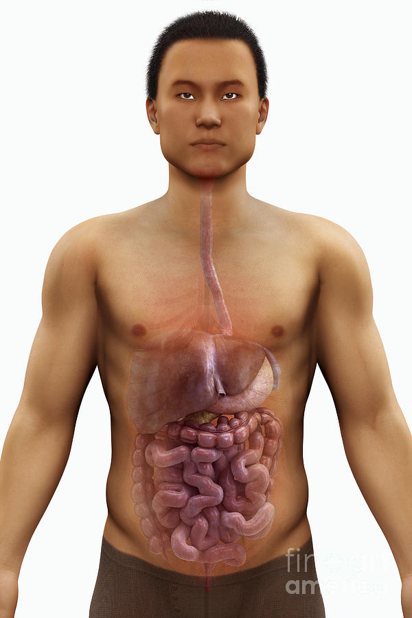 The Digestive System #24 Photograph by Science Picture Co