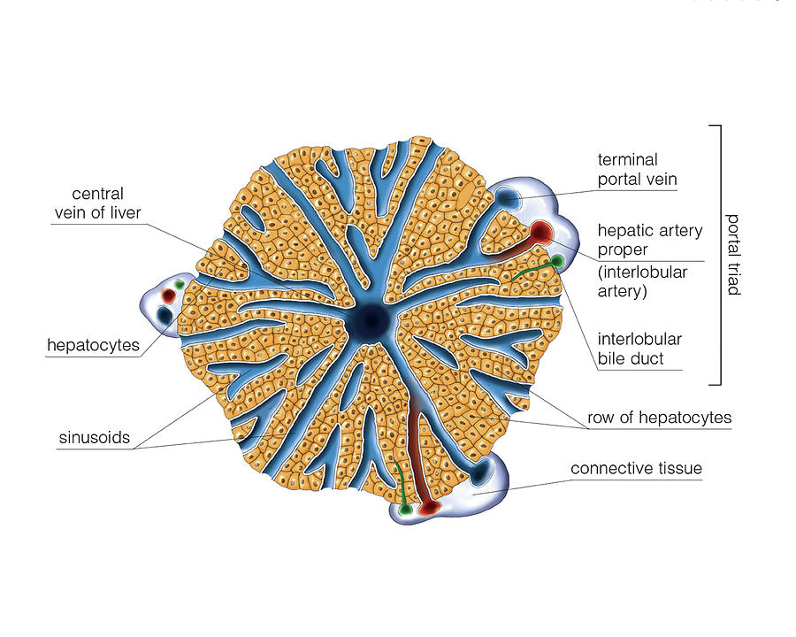 The Liver Photograph by Asklepios Medical Atlas - Fine Art America