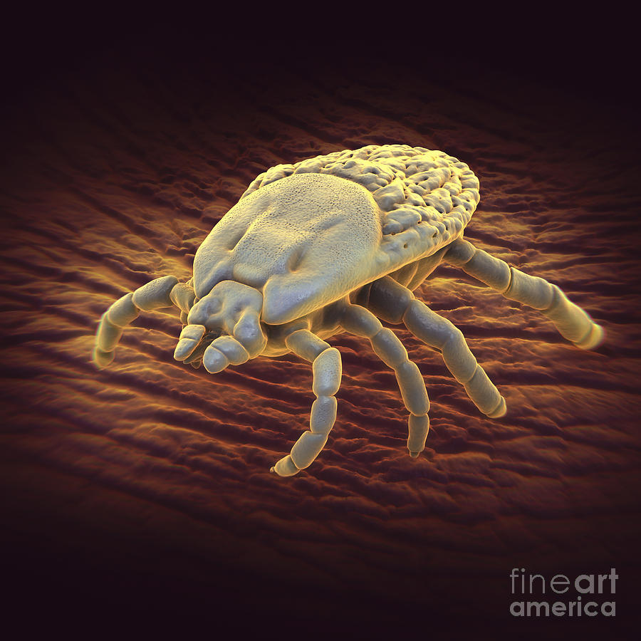Tick Ixodes #24 Photograph by Science Picture Co