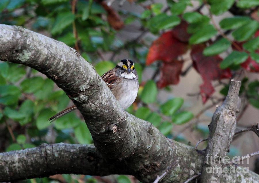 White-throated Sparrow #24 Photograph by Jack R Brock