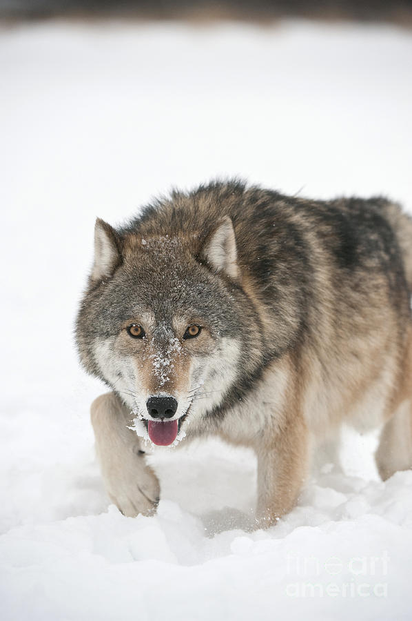 Animal Photograph - Wolf In Winter #24 by John Shaw