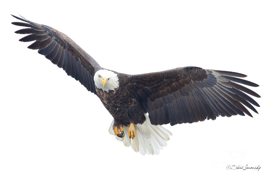 Bald Eagle #240 Photograph by Steve Javorsky
