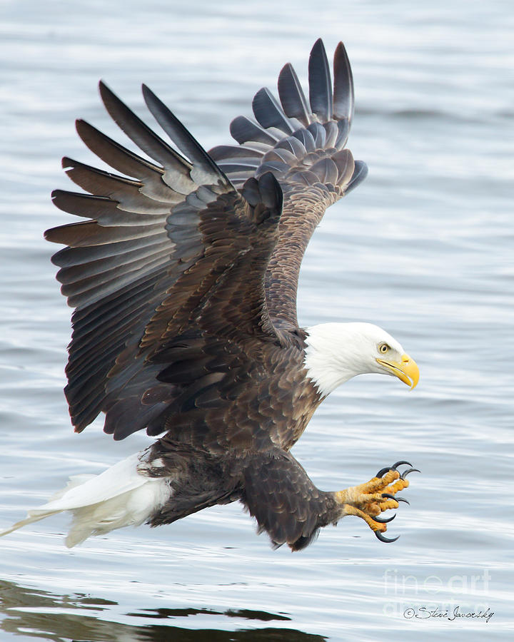 Bald Eagle #242 Photograph by Steve Javorsky