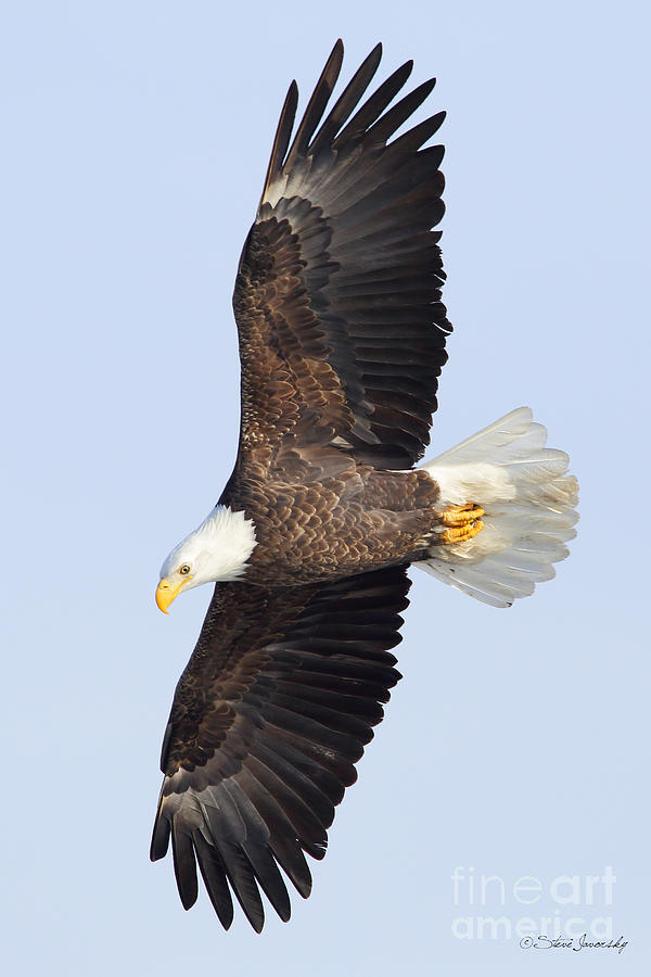 Bald Eagle #243 Photograph by Steve Javorsky