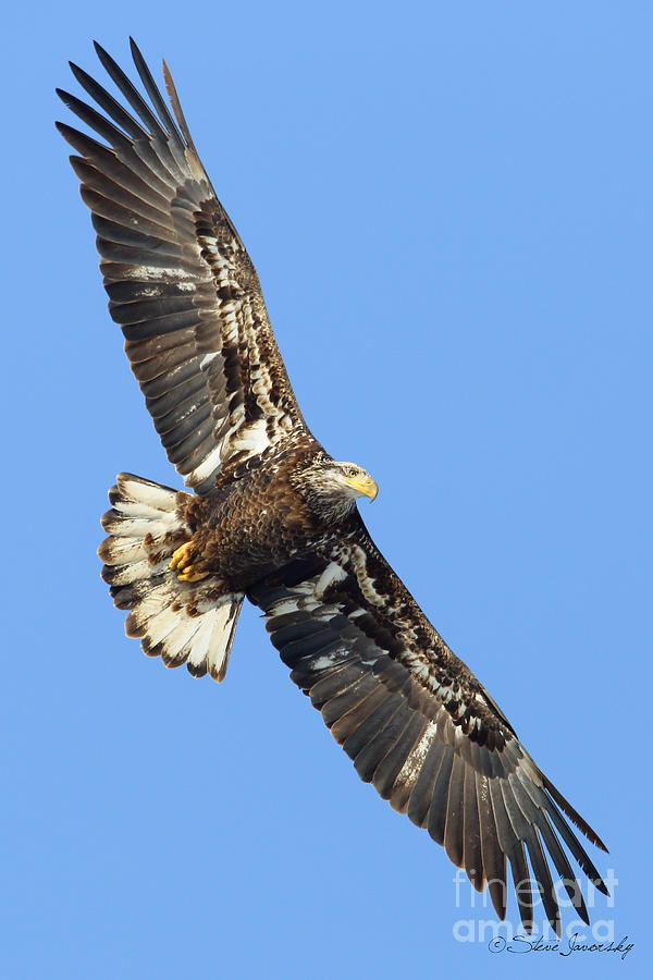 Bald Eagle #244 Photograph by Steve Javorsky