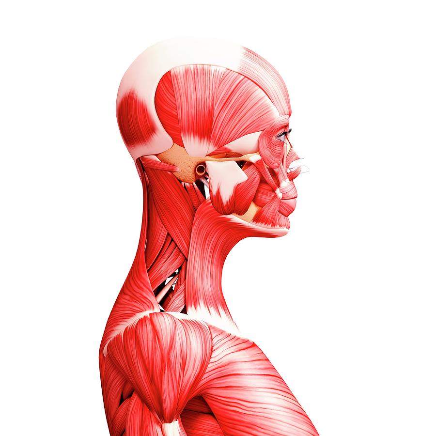 Human Musculature Photograph by Pixologicstudio/science Photo Library ...