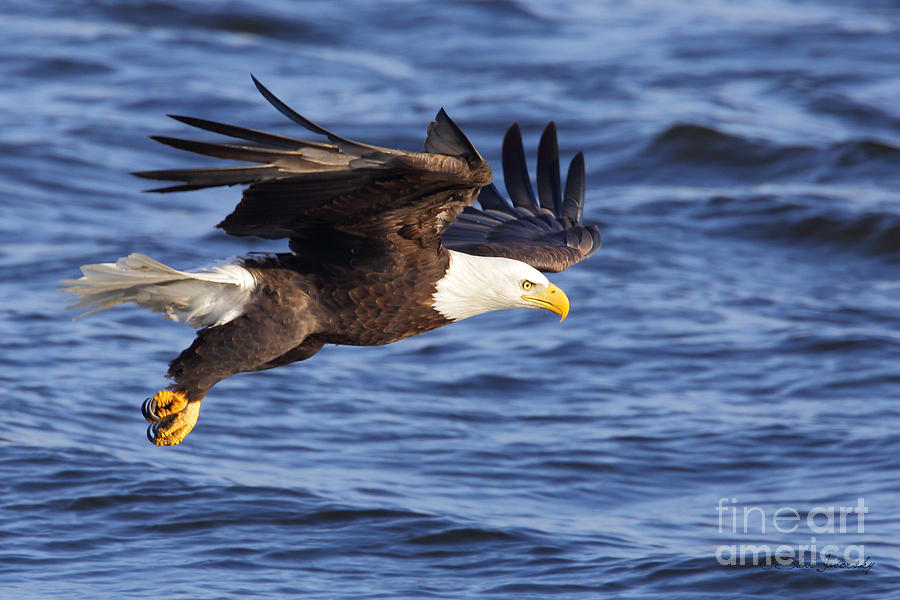 Bald Eagle #245 Photograph by Steve Javorsky