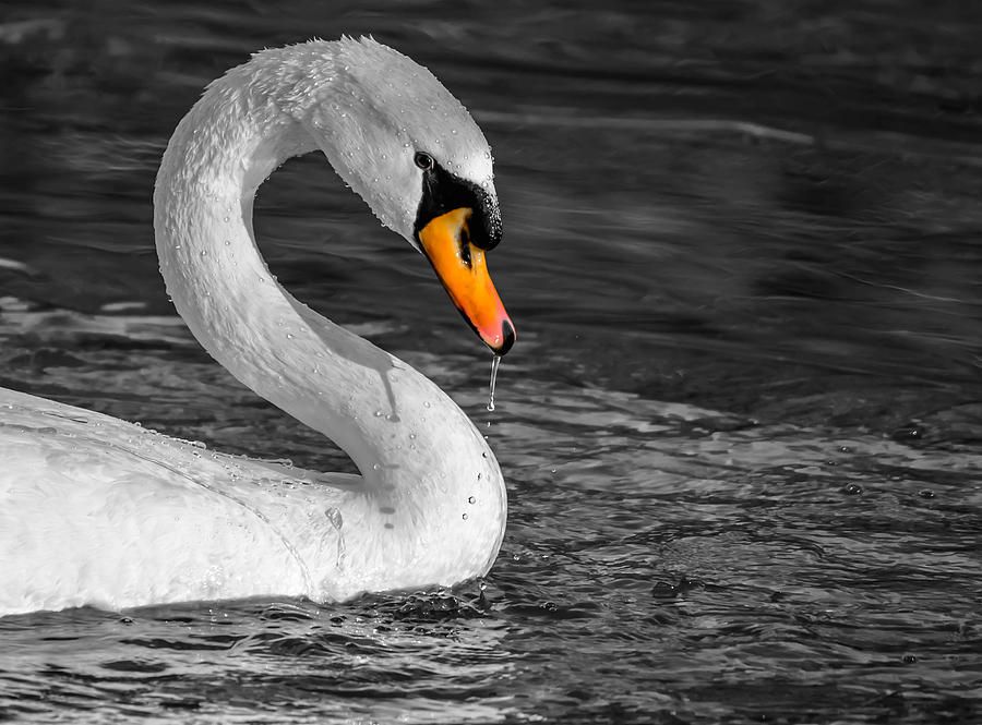 Mute Swan #16 Photograph by Brian Stevens