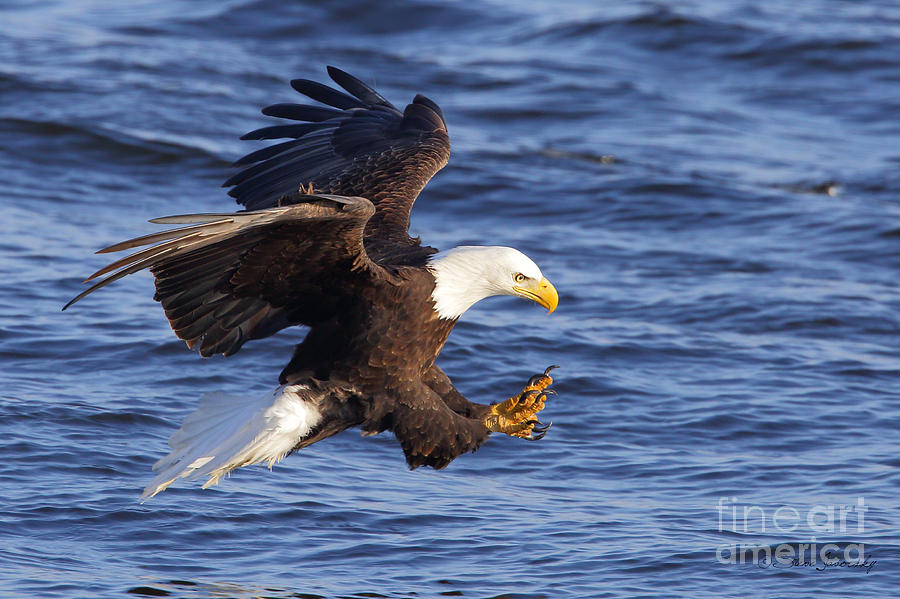 Bald Eagle #246 Photograph by Steve Javorsky