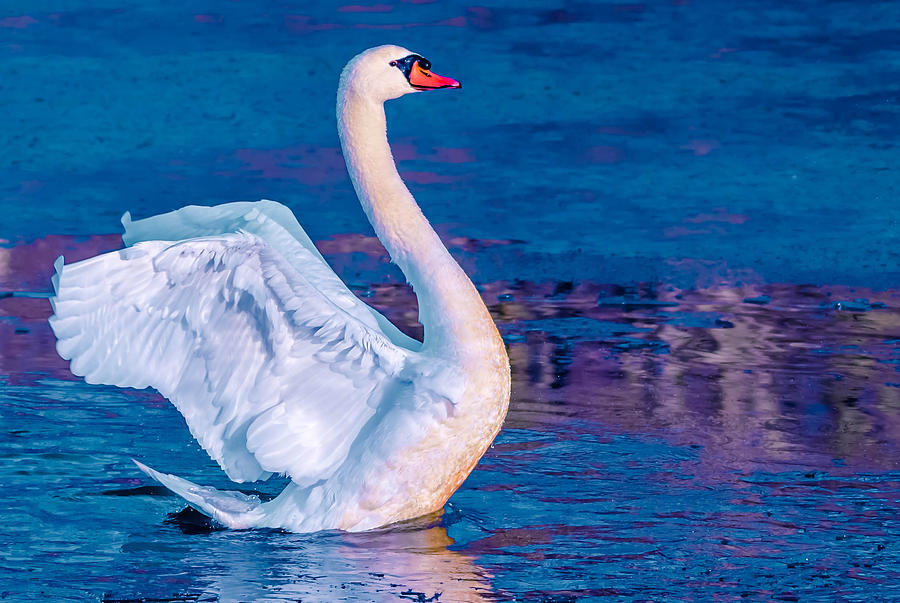 Mute Swan #1 Photograph by Brian Stevens