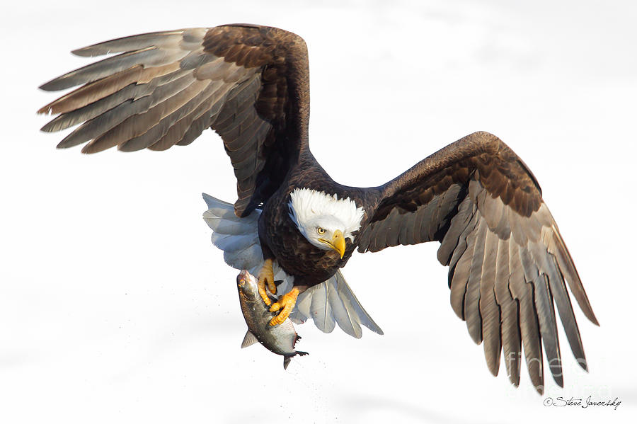 Bald Eagle #247 Photograph by Steve Javorsky