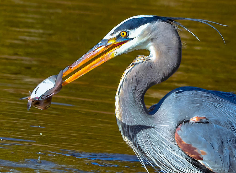 Great Blue Heron #247 Photograph by Brian Stevens