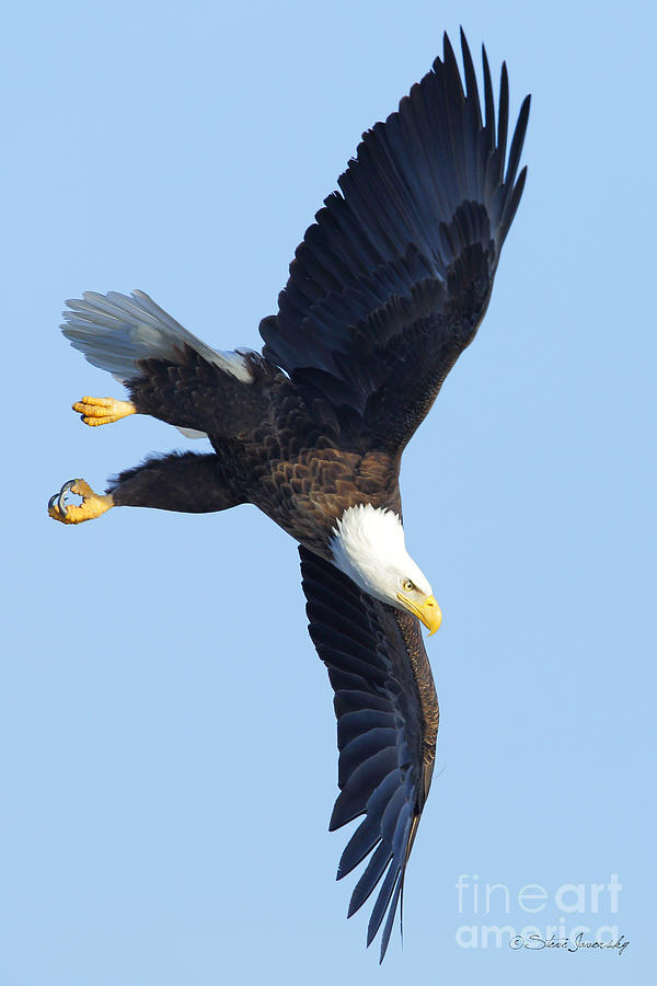Bald Eagle #249 Photograph by Steve Javorsky