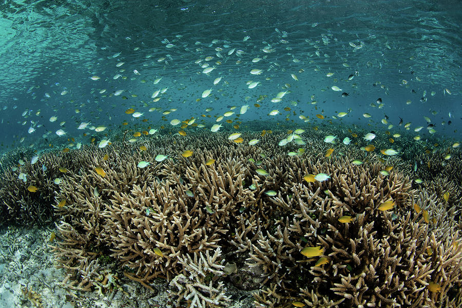 A Beautiful And Healthy Coral Reef #25 Photograph by Ethan Daniels