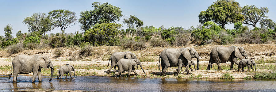 Nature Photograph - African Elephants Loxodonta Africana #25 by Panoramic Images