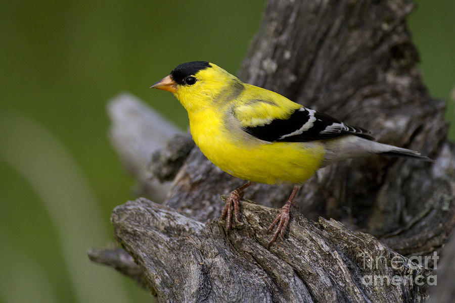 American Goldfinch #25 Photograph by Linda Freshwaters Arndt