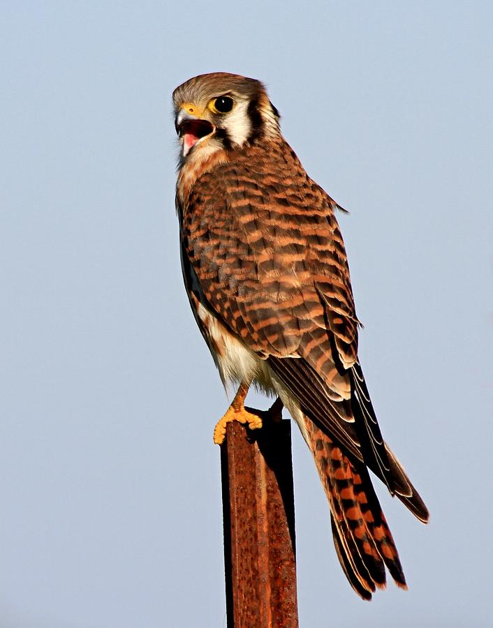 American Kestrel Photograph by Ira Runyan | Fine Art America