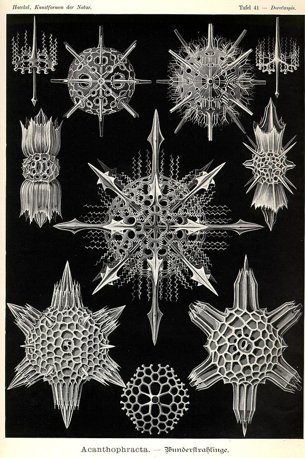 Art In Nature - Sea Life Ernst Haeckel