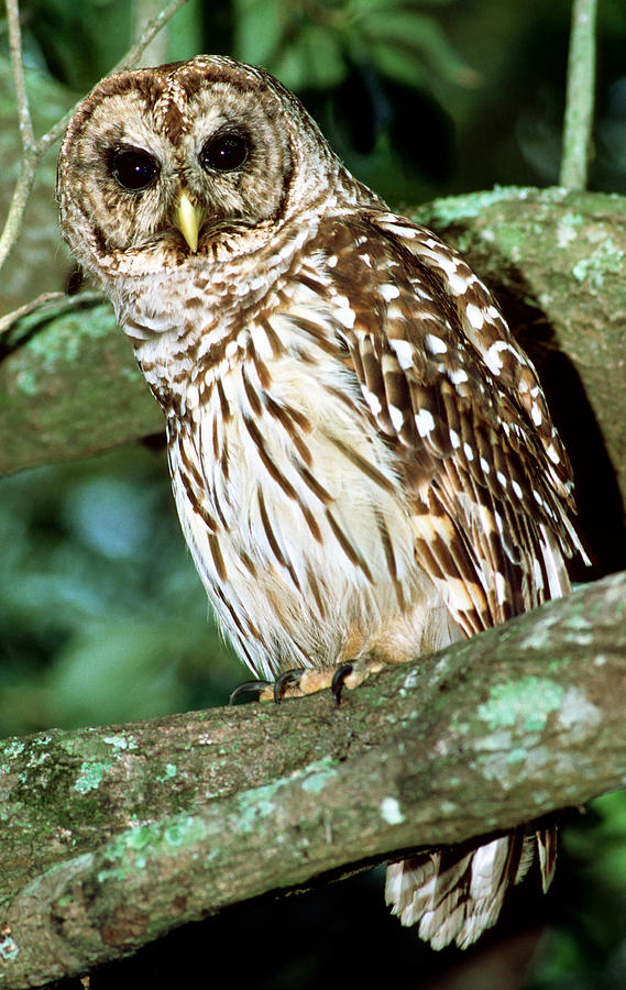 Barred Owl #25 Photograph by Millard H. Sharp