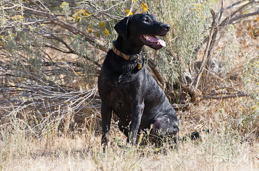 Black Labrador Retriever #25 Photograph by William H. Mullins