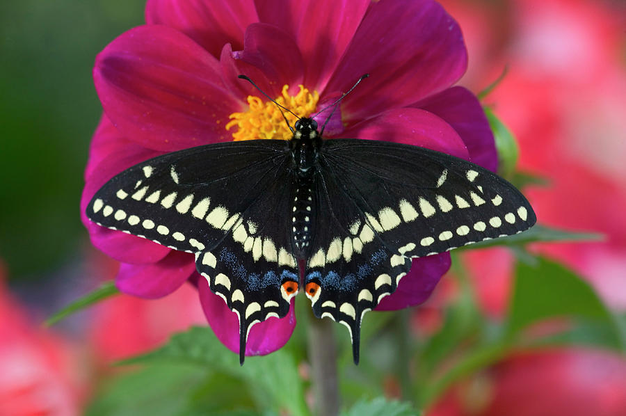 Butterfly Photograph - Black Swallowtail Butterfly, Papilio #25 by Darrell Gulin