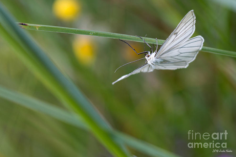 Black-veined Moth #25 Photograph by Jivko Nakev