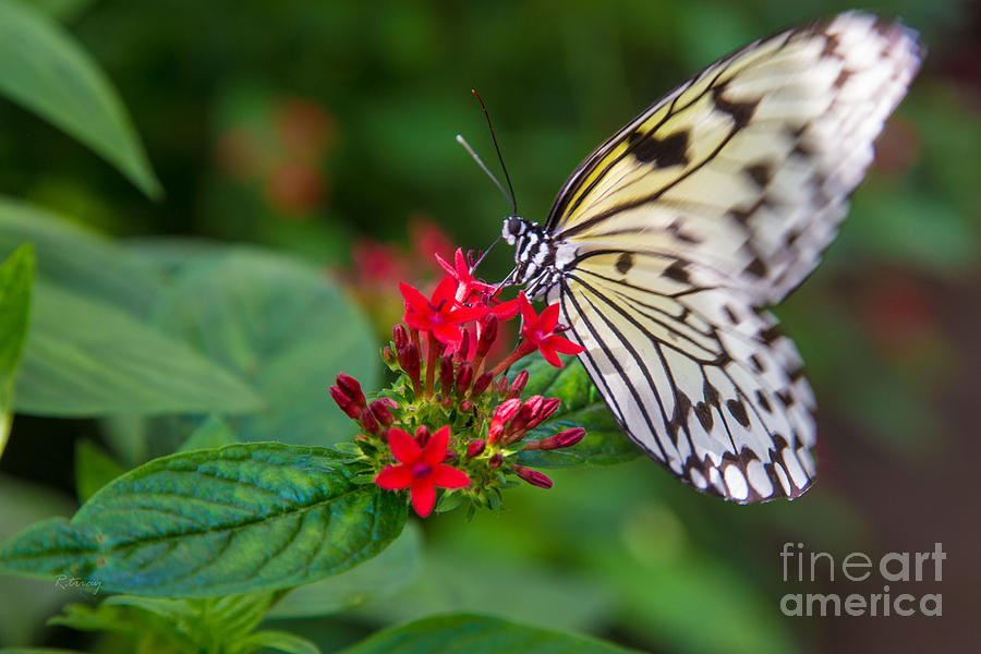 Butterfly #31 Photograph by Rene Triay FineArt Photos