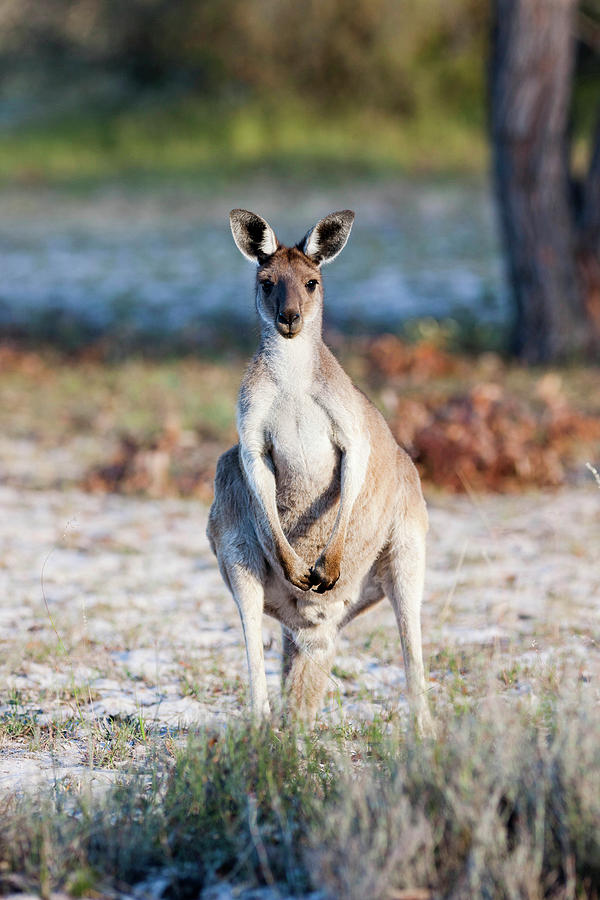 Animal Photograph - Eastern Grey Kangaroo (macropus #25 by Martin Zwick